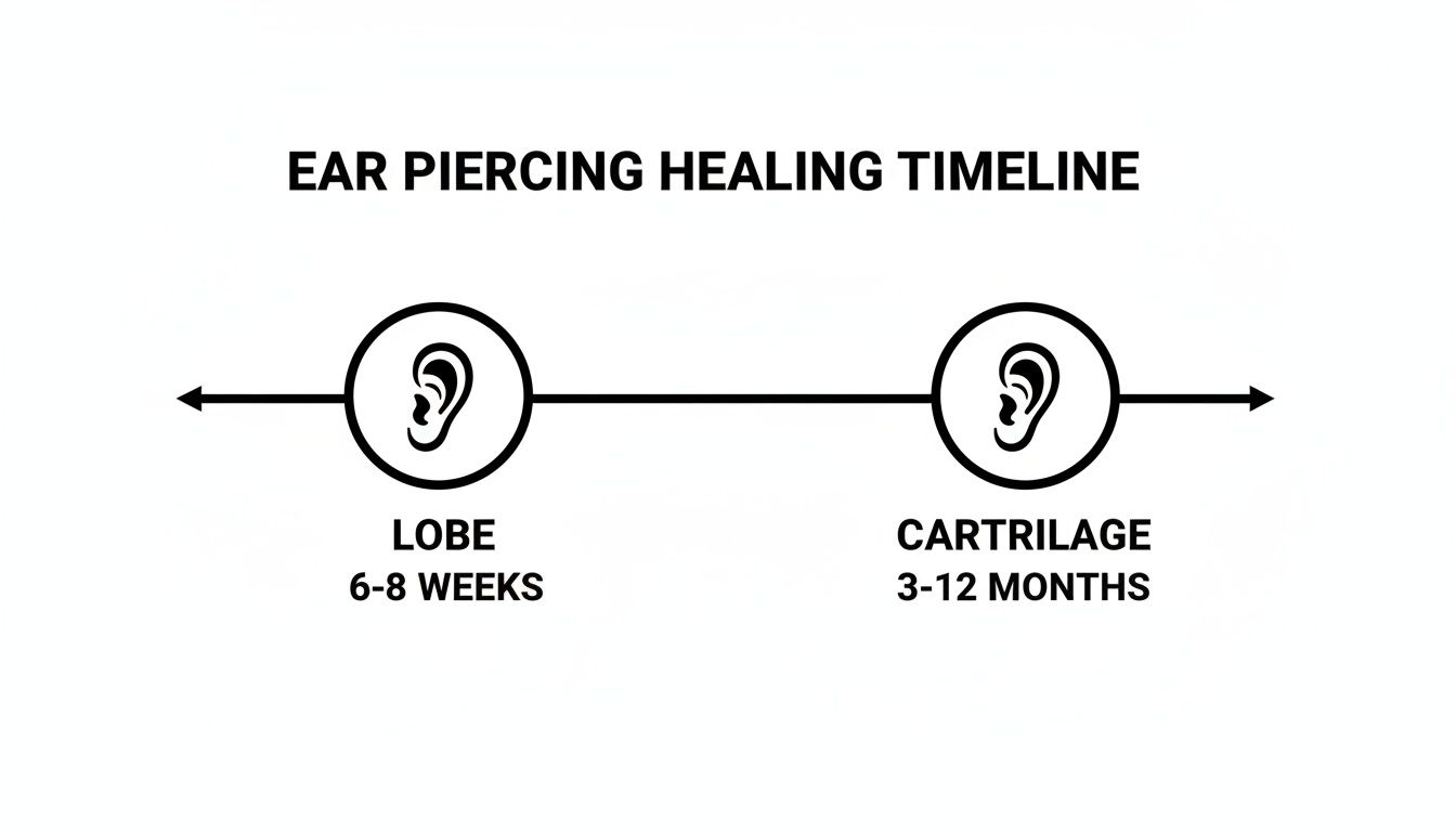 An ear piercing healing timeline comparing lobe (6-8 weeks) and cartilage (3-12 months) healing periods.