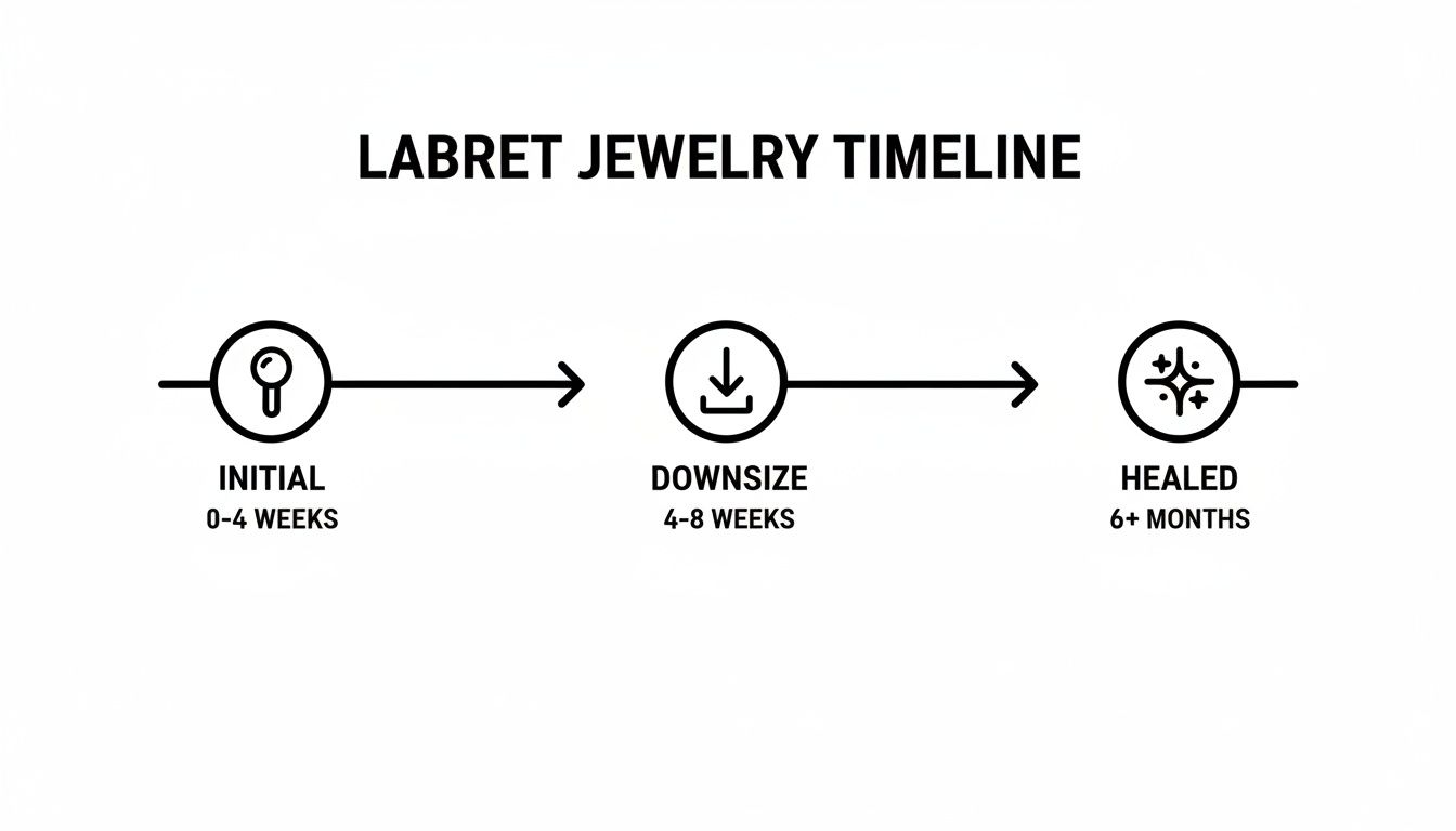 A labret jewelry timeline showing three stages: initial (0-4 weeks), downsize (4-8 weeks), and healed (6+ months).