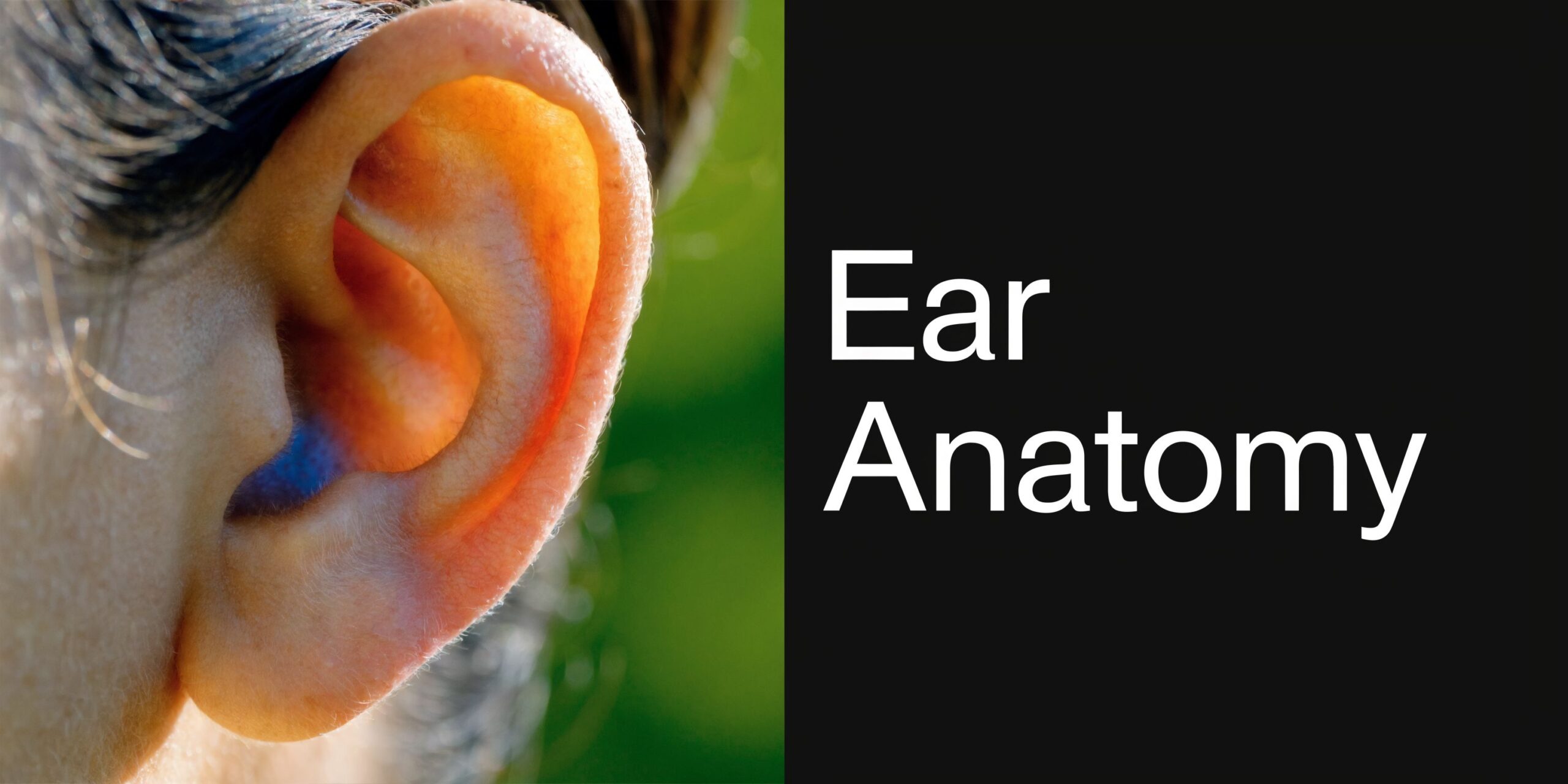 Close-up side profile of a human ear showing its natural curves against a dark background.