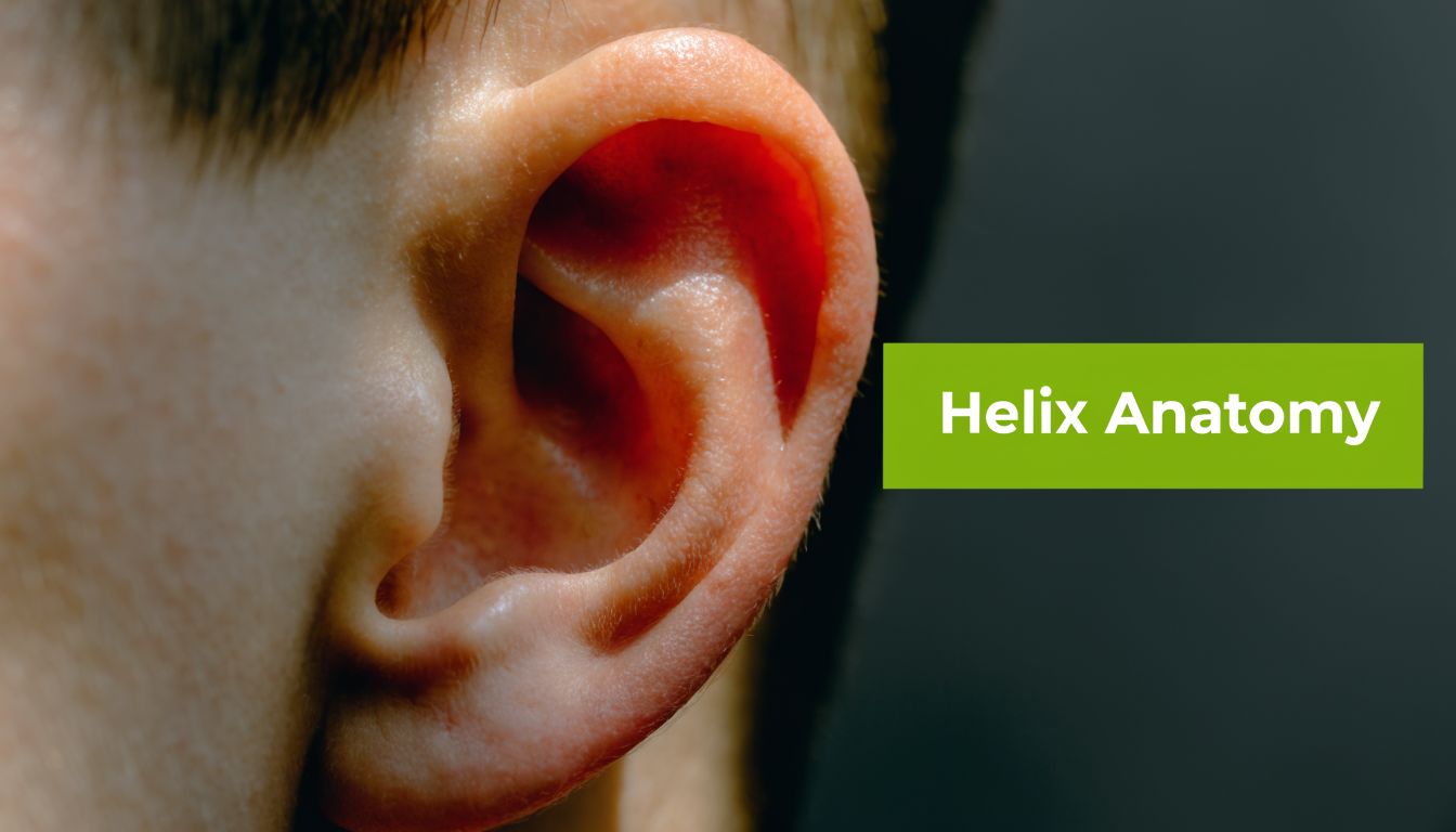 A close-up view of a human ear highlighting the anatomy of the outer ear structure called helix.