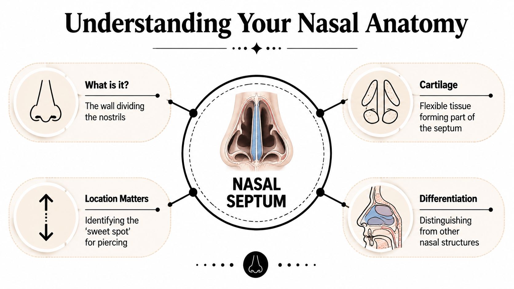 An educational diagram explaining the anatomy of the human nasal septum, highlighting its structure and piercing placement.