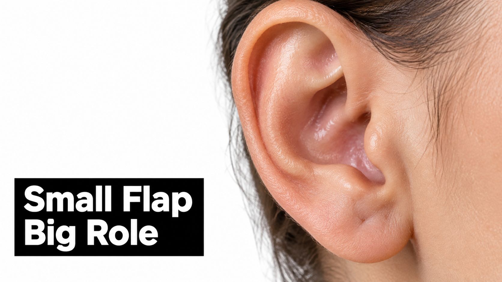 A close-up view of a human ear highlighting the tragus, the small cartilage flap near the canal.